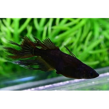 Amazon.co.jp 最新リリース: 観賞魚用品・アクアリウム の新着