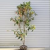 送料無料 庭木:キンモクセイ H:約100-120cm 送料無料 庭木:キンモクセイ H:約100-120cm