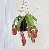 食虫植物：うつぼかずらリンダ5号鉢[ネペンテス] ノーブランド品