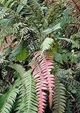 Blechnum fragile - Fragile Midsorus Fern - 10 seeds