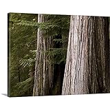 Keith Levitプレミアムシックラップキャンバス壁アート印刷題名Cedar木、ウィスラー 40" x 30" 1420910_24_40x30_none