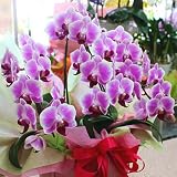 胡蝶蘭 鉢植え ギフト 生花 3本立ち 珍しい色の花 誕生日プレゼントお祝い花ギフト 蘭（ラン）の花