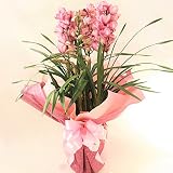 ★【 花のお歳暮 おすすめ! シンビジウム / 4本立ち 】 フラワーギフト 花の贈り物 ラッピング付き