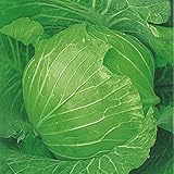 キャベツ 火星Ｈ甘藍 9cmポット苗 ５ポットセット