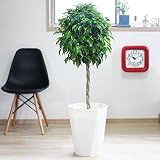 ベンジャミン 観葉植物 スタイリッシュな白色鉢カバー付 ゴムの木 インテリア 大型