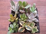 多肉植物　プラグ苗お任せ９品種セット