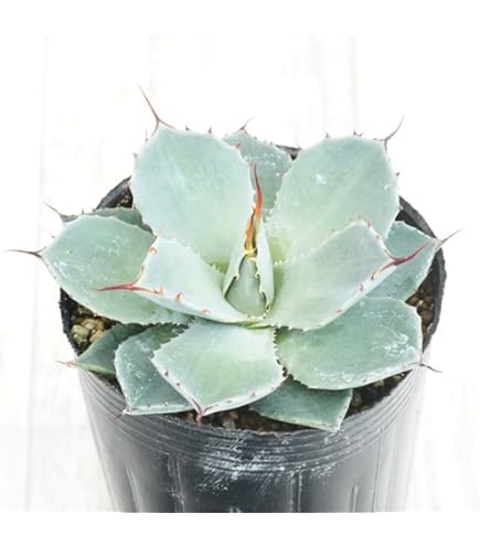 Amazon.co.jp: 多肉植物 吉祥天錦 アガベ パリー ホーチエンシス 10株