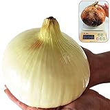 国華園　玉ねぎ苗　F1メガオニオン　100本【※発送が国華園からの場合のみ正規品です】