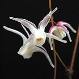 イカリソウ「羽衣」