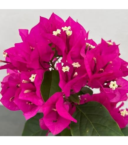 超古木　ブーゲンビリア　ブーゲンビレア　越冬株 超古木 ブーゲンビリア ブーゲンビレア 越冬株 超古木 ブーゲンビリア