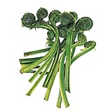 国華園　山菜苗　こごみ　4株【※発送が国華園からの場合のみ正規品です】