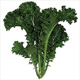 【メール便配送】　国華園　野菜たね　健康野菜　ちりめん葉からしな　1袋(5ml)【※発送が国華園からの場合のみ正規品です】
