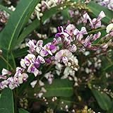 ハーデンベルギア：舞姫5号鉢植え[白と紫の絞り咲き希少品種　つる性] ノーブランド品