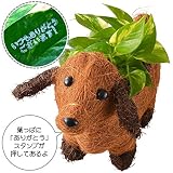 敬老の日 わんわんバスケット ポトス フラワーギフト 鉢植え 3号ポット