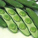 国華園　野菜たね　マメ　お多福そら豆　1袋(25ml入)【※発送が国華園からの場合のみ正規品です】