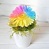 レインボー ガーベラ プリザーブドフラワー ギフト アレンジ ガーベラ