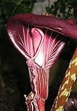 Arisaema speciosum - cobra lily - 10 seeds