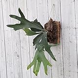 コウモリラン ネザーランド　コルク仕立て[プラティセリウム アルシコルネ] ノーブランド品