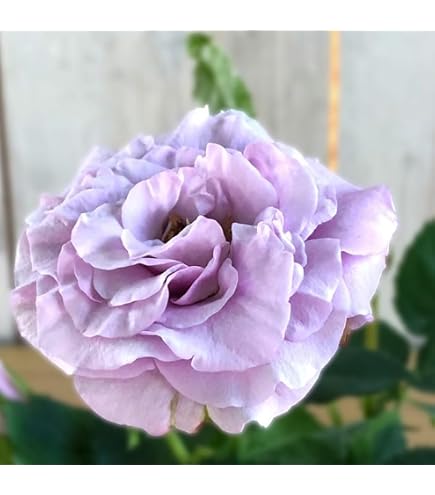Amazon.co.jp: ミニバラ ラベンダーコルダナ バラ 薔薇 ローズ 花苗