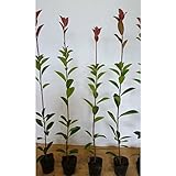 【50本セット】 レッドロビン 樹高0.3m前後 10.5cmポット ベニカナメモチ ベニカナメ れっどろびん 垣根 生垣用 苗木 植木 苗 庭木 生け垣