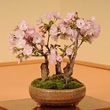 盆栽：旭山桜(3本仕立て)*【春に開花】