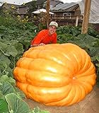 20Pcs giant pumpkin seeds halloween pumpkin organic seeds Vegetables Nutrient-rich food NON-GMO Edib