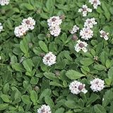 国華園　グラウンドカバー苗　クラピアS1R　白花　2株【※発送が国華園からの場合のみ正規品です】