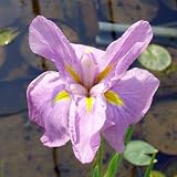 (ビオトープ/水辺植物) 花菖蒲 プリマバレリーナ(1ポット分) [生体]
