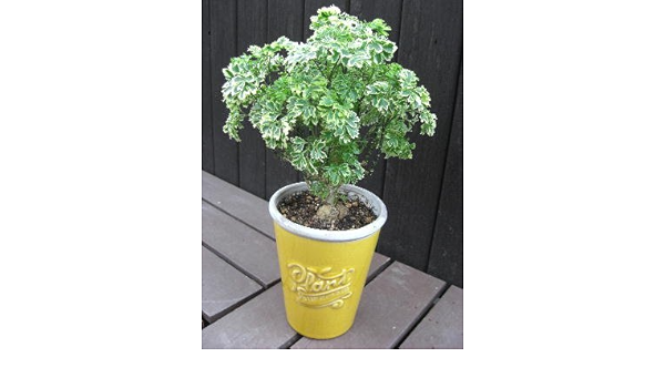 Amazon Co Jp 観葉植物 ポリシャス スノープリンセス センテンスポット植え 希少 ホーム キッチン