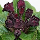 宿根草 黒バラを想わせるプリムラ ジュリアン ザハトルテ　１株