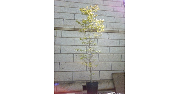 21新作 ハナミズキ クラウドナイン 白花 単木 樹高1 8 2 0m前後 根鉢含まず 単品 落葉 植木 庭木 花木 シンボルツリー 店長大暴走 クリアランスsale