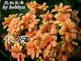 カランコエ鉢植えはプレナム鉢植え苗の寿命旧正月の花の種を50個の種子苗木