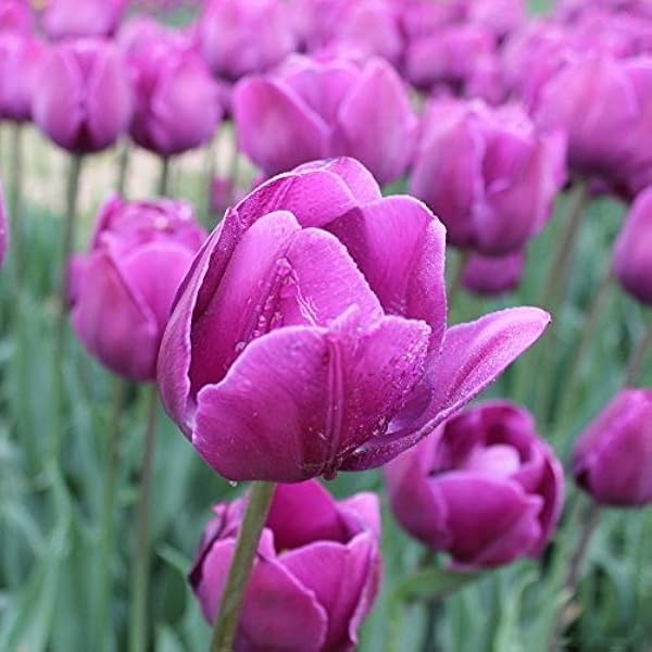 Amazon Co Jp 50個 袋 ジャスミンの種子 Jasminum Sambac 鉢植え シーズンズ 開花植物を植えます ホーム キッチン