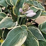 【宿根草】ホスタ「ファーストフロスト」