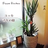 ユッカ の鉢植え7号鉢 × IKEA北欧カゴ　 (青年の木　ユッカ　鉢植え)