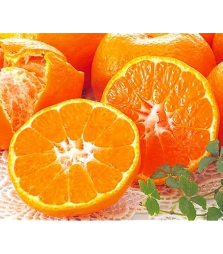 【完熟】愛果28号5キロ箱２L３L限定残りわずか Amazon.co.jp: 【予約受付中】愛果28号＝紅まどんな（愛媛県産）｜甘