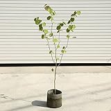 庭木：マルバノキ（紅マンサク）　　樹高：約120ｃｍ　全高：約140ｃｍ