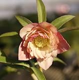 ☆松村園芸・実生選抜苗 クリスマスローズ アプリコットダブル 9cmポット苗