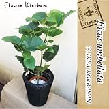 ウンベラータ　の鉢植え 7号鉢 ＋ IKEA 　KOKBANANの カゴ付き