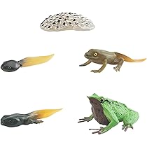 カエルのt係さま専用ページ　1つ目 Amazon | B Baosity カエルのおもちゃのライフサイクル 動物の
