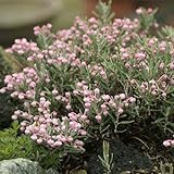 姫シャクナゲ　ブルーアイス