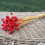 DC ドライフラワー 枯れないお花 ハッピーフラワー 天然素材 木の実 ナチュラル色 母の日 父の日 記念の日 誕生日 ギフト 約100本セット (赤)