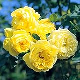 四季咲中輪バラ：伊豆の踊子（カルトドール）大苗 ノーブランド品