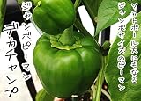 【てしまの苗】実生ピーマン/デカチャンプ 9cmポット