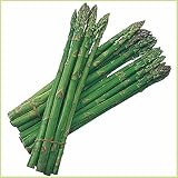 アスパラガス　ウエルカムの苗（特大 LLサイズ）