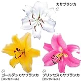 国華園 ユリ 花ユリ 特大球 カサブランカ3兄妹セット 3種18球【※発送が国華園からの場合のみ正規品です】