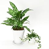 【陶器鉢セット】お好きな植物2点選べる★（4号1点、3号1点） (【4号】アグラオネマ, 【3号】フィカス シャングリラ)