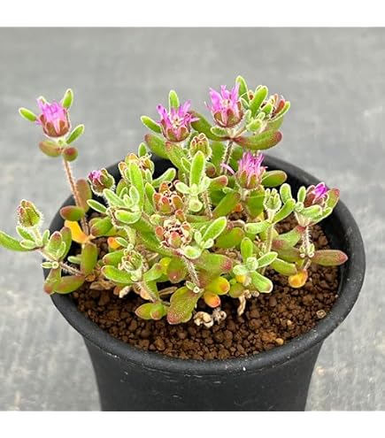 Amazon.co.jp: ドロサンテマム 蜜橘 小さめ 5cm鉢 抜き苗 発根済み