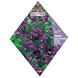 [ニオイスミレ　花タネ 9～2月まき]スウィートバイオレット クィーンシャロット * ノーブランド品