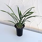 東洋蘭：白花金稜辺（ハッカキンリョウヘン）4号ポット ノーブランド品